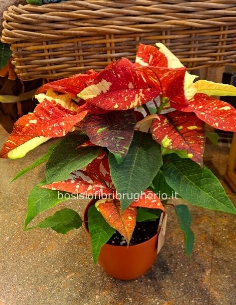 Stella di natale piccola screziata