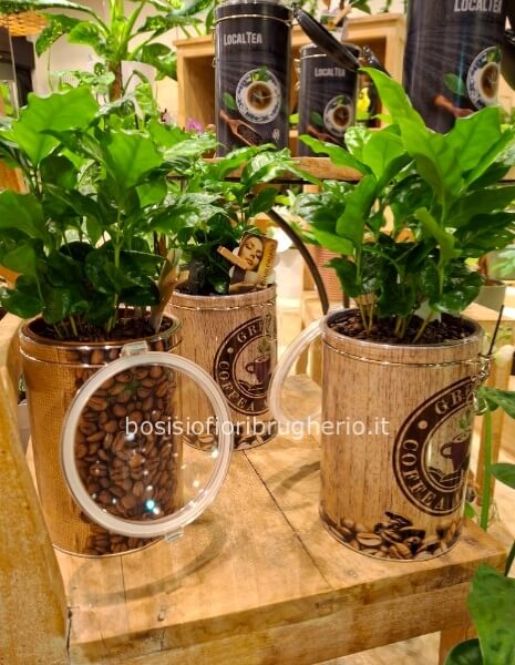 Pianta del caffè nel barattolo porta caffè