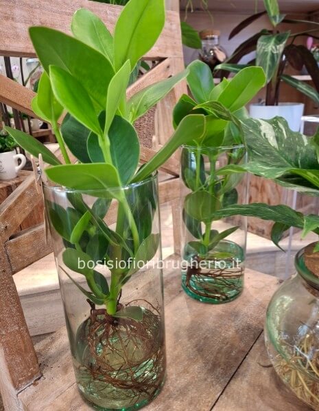 Pianta di Mangrovia in idrocultura