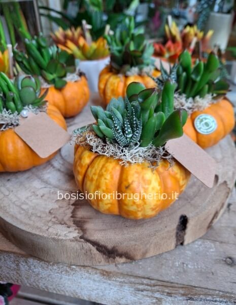 Mini Zucca con piante grasse