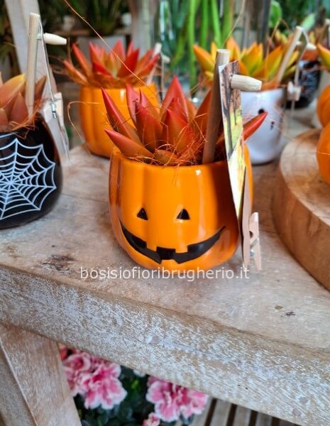 Mini- pianta grassa con contenitore a tema halloween