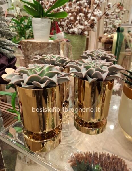 Pianta grassa in elegante vaso ceramica oro