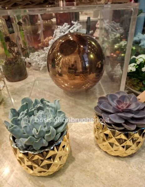 Pianta grassa in vaso oro