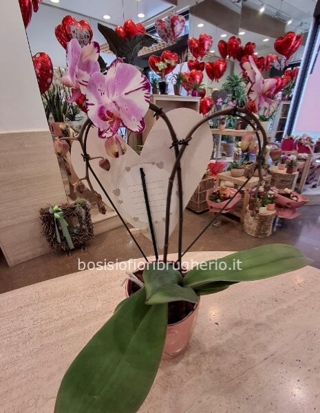 Orchidea a forma di cuore sui toni del rosa