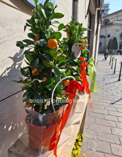 Pianta di arancini h70 cm