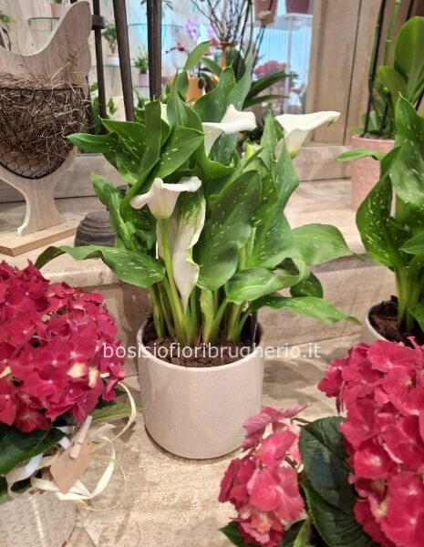 Calla in vaso in ceramica